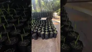 Sabal louisiana (Oak Point,TX) and seedlings now available!! #ytshorts #shorts #youtubeshorts