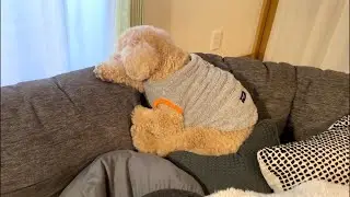 お留守番中もマイペースだった大きいトイプードル【デカプー】【トイプードルのロアくん】【toy poodle】