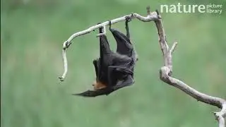 Grey-headed flying foxes hanging upside down, scratching then fighting