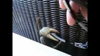 Cuba, crab in hotel.AVI