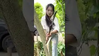 Chopping Tree Trunk with Machete &ndash; Clearing Vegetation