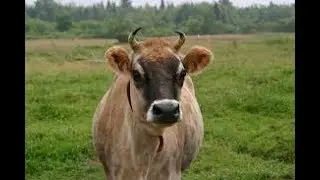 Management  of Pregnant Cow.