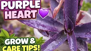 💜 PURPLE HEART' 💜 Plant Care Tips #nature #plants #gardening #grih_shobha