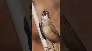Savi's warbler singing, Locustella luscinioides #shortvideo #birds #wildlife #birdsong #birdsounds