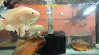 All varieties of fishes at Aqua Exotics and Pets T C playa muneshwara nagar