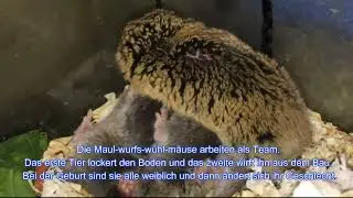 Campagnol taupe commun. Gew&ouml;hnliche Maulwurfsmaus. Common mole vole. Слепушонка обыкновенная.