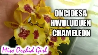 Oncidesa (Bapticidium) Hwuluduen Chameleon Golden Oriole