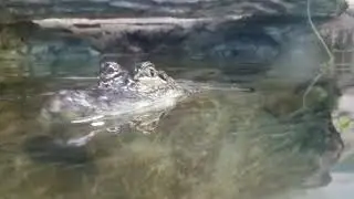 Alligator at the Texas State Aquarium