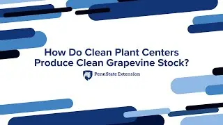 How Do Clean Plant Centers Produce Clean Grapevine Stock?