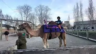 Myself on Camel at Noah&rsquo;s Ark on 01/02/2026