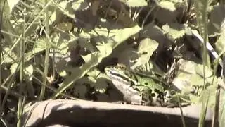 kikkercam: groene kikker in het zonnetje