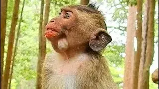Pitiful Poor Baby Much Hurt- Crying Silently, Baby Monkey Nanda Much Hungry,