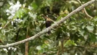 White-throated Jacamar - CICRA