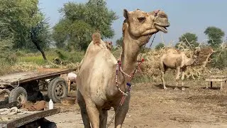One Day Spend With Animals Asmr Video || Camel Videos || #camel #asmrvideo #animals #videos #asmr 