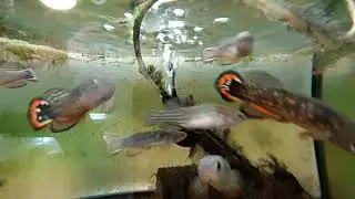 Neof.splendidus 