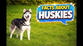 Facts about huskies🐶🐶