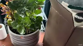 СВЕЖАЯ ЗЕЛЕНЬ ЗИМОЙ ИЗ МОЕГО СУПЕРЭКОНОМНОГО ДОМАШНЕГО САДА! #бережливаяжизнь #сад #свежиепродукты