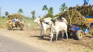 Bullock Cart Heavy Loaded Sugarcane and Bullock Pulling Performance