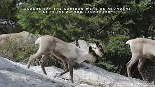 B.C.'s mountain caribou back from the brink