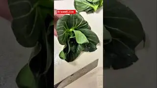 Clean & Perfect Cauliflower Cutting ASMR #short