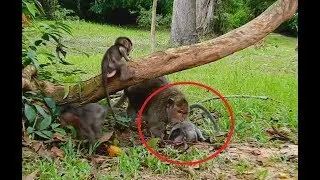 Jessie Cry Loudly ,Why Maria Bite Baby Monkey Jessie Like That ?
