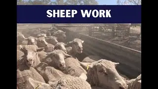 Sheep Work