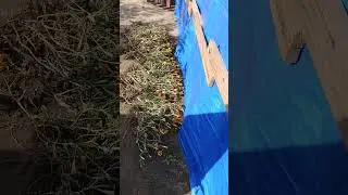 je pr&eacute;pare le sol pour la plantation de fraises, Готовлю почву для посадки клубники