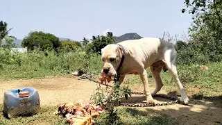 #dog indian original rugged bully real situation. #bullykuta #trending