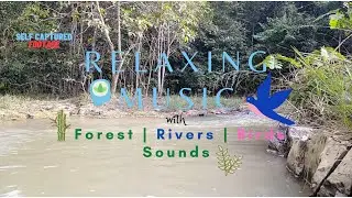 Relaxing Music-Tranquil-Relaxing Nature Sound-Water Sound, River, Birds Chirping and Cricket Sounds.
