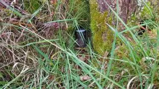 Geocaching in wales - cache 66