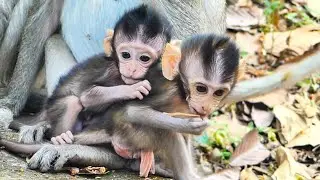 Beautiful lovely baby monkey Diven, Seth and Sapphire happy morning playful