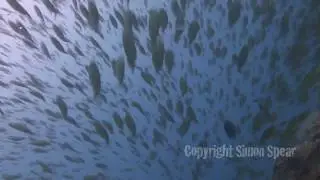 Circle of Life: Life & Death