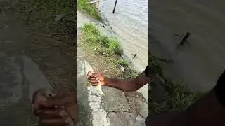 Fisherman catching hilsa fish with net trap from the Padma River 🐟🔥