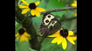 One of nature's more beautiful Butterflies, the Wood Nymph Butterfly