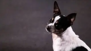 How to Teach a Chihuahua Tricks | Dog Tricks