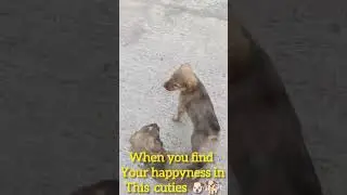when you find your happiness in this cuties 🐕🐶#happiness #doglove
