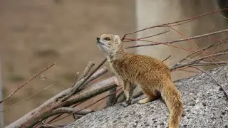 A quick look at the amazing Yellow Mongoose