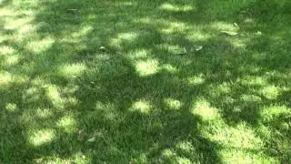 Shadows of Sunlight Through Trees