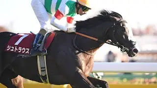 🏇✨ シュトラウス海外初挑戦で奮闘！モレイラと挑んだラッセルボールディングSで見せた成長の走り🔥