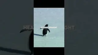 The Penguin Who Chose Too Live🐧😔