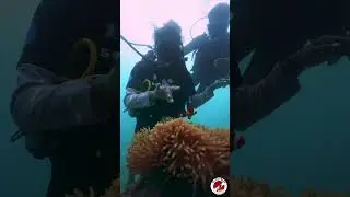Havelock's Secret Underwater Universe | Scuba Diving in Andaman 🤿