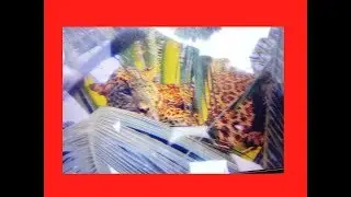 Andhra Pradesh: Leopard attacks villagers, takes shelter atop a coconut tree