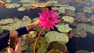 White Lotus Lake Tour in Udonthani, Thailand
