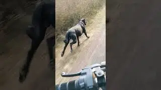 Rason's speed 40kmph #dog #speed # #dogspeed