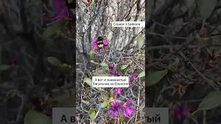 А вот и знаменитый багульник на Ольхоне