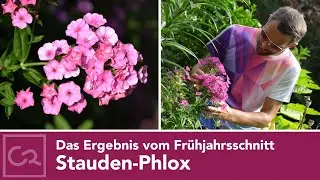 Stauden-Phlox &ndash; Das Ergebnis vom Fr&uuml;hjahrsschnitt 🌿✂️🌸