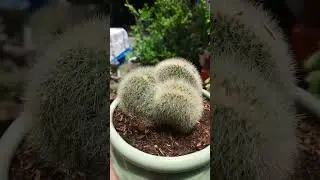 #succulent #plants #brain cactus#backyardgardening #hobby