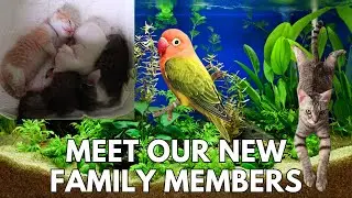 New Addition to the Family Meet Our New Cat and Bird
