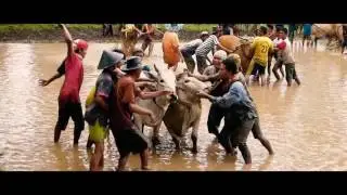 Wildes Sumatra - Cow Race