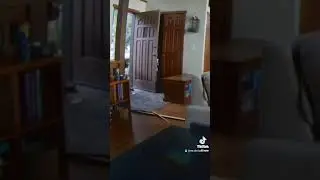 Bear Kicks Down Door & Gets Shot